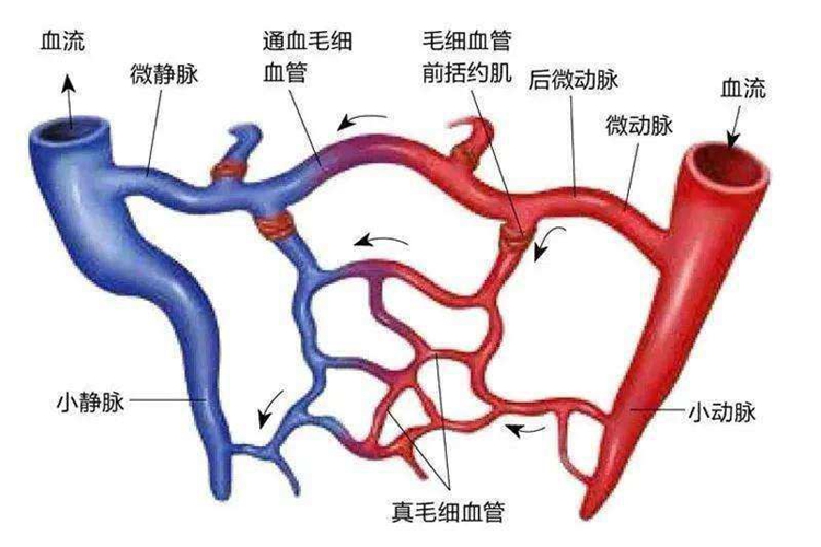 微循环血管结构图
