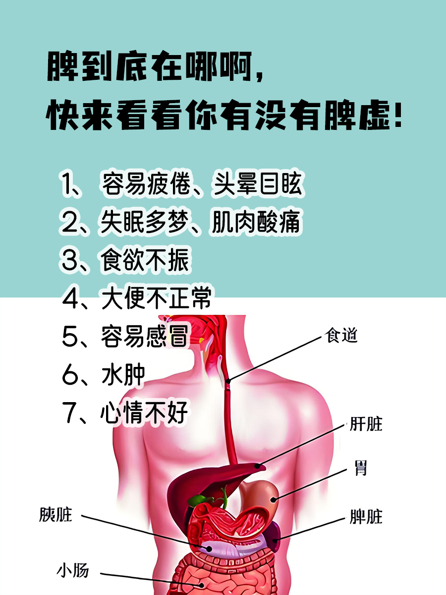脾到底在哪啊，快来看看你有没有脾虚！