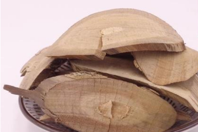 中药材接骨木横切片图 中药材接骨木横切片图