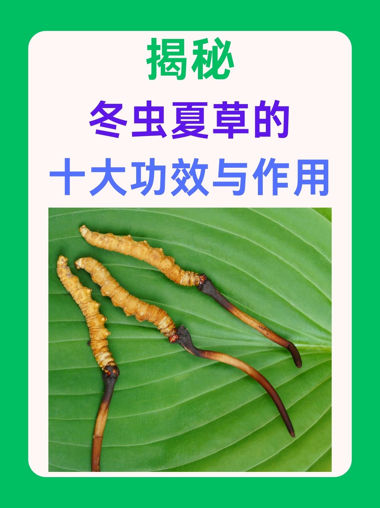 揭秘：冬虫夏草的十大功效与作用