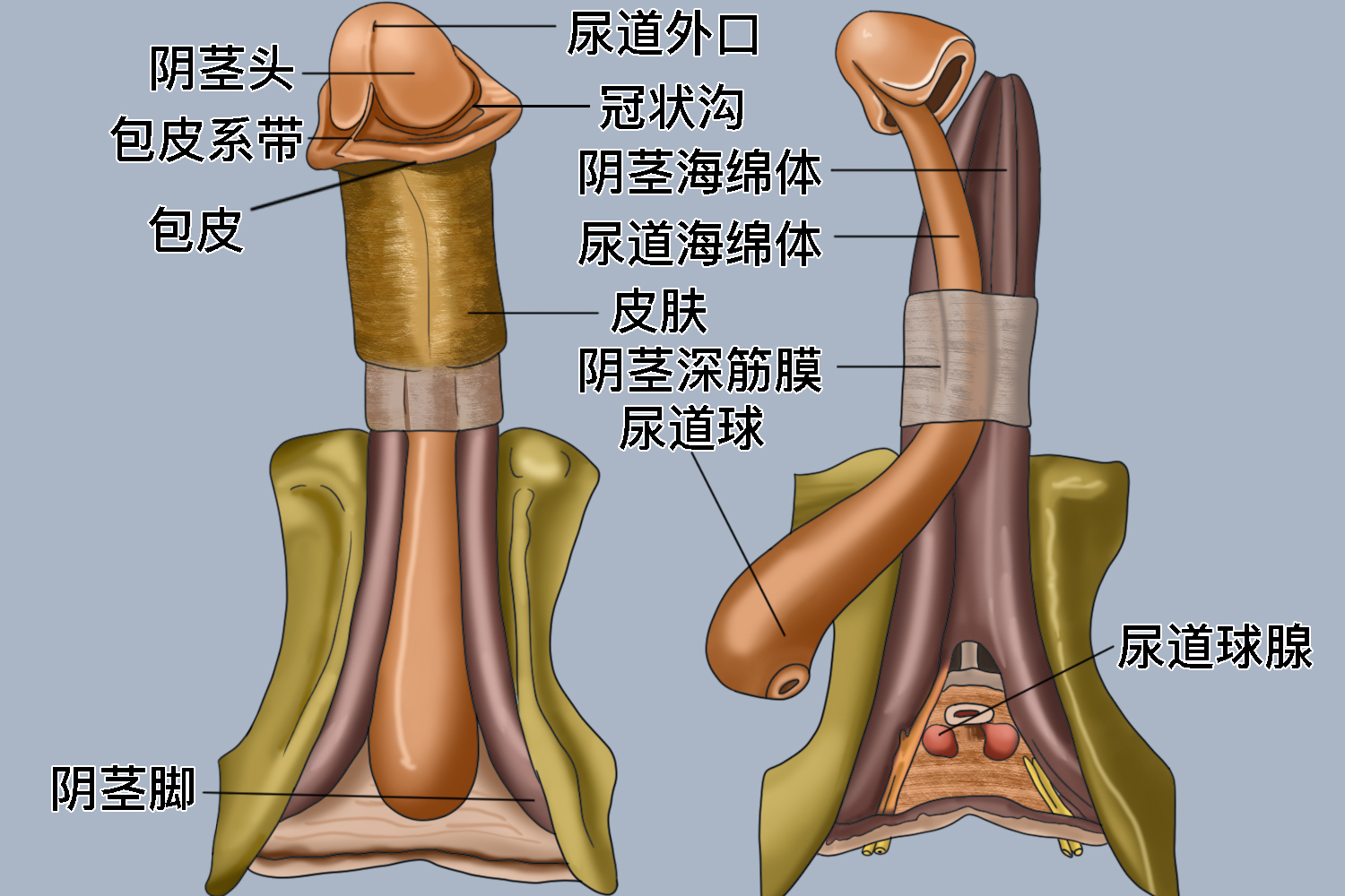 龟头、冠状沟位置图