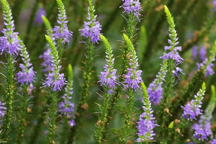 勒马回植株图 勒马回植株图