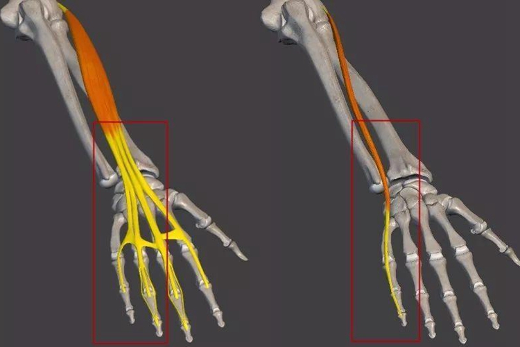 指伸肌腱位置示意图