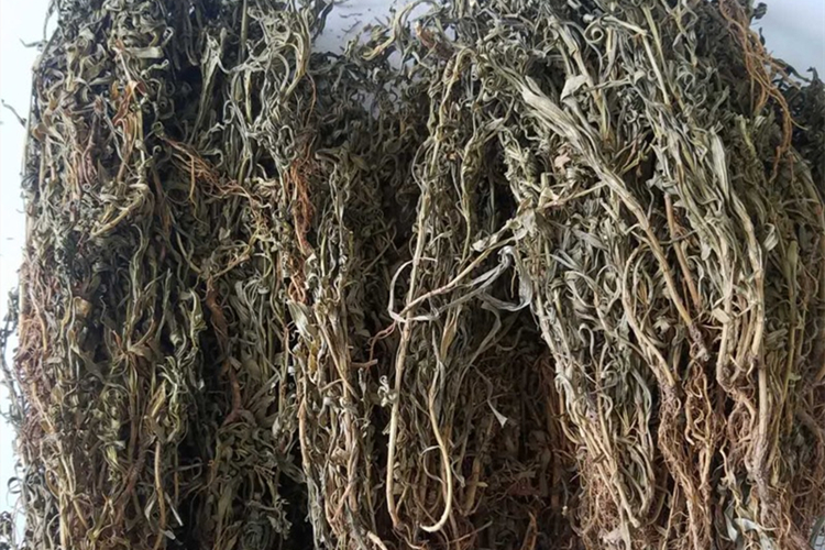 青鱼胆草药材图 青鱼胆草药材图