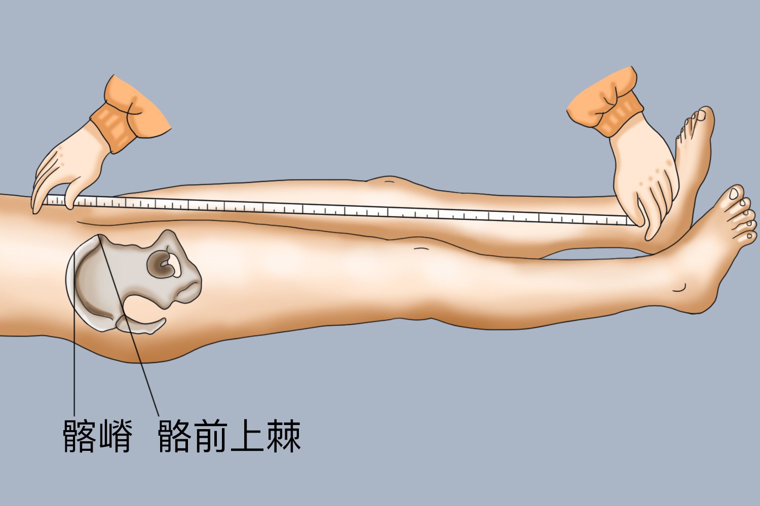 测量腿长图 测量腿长图