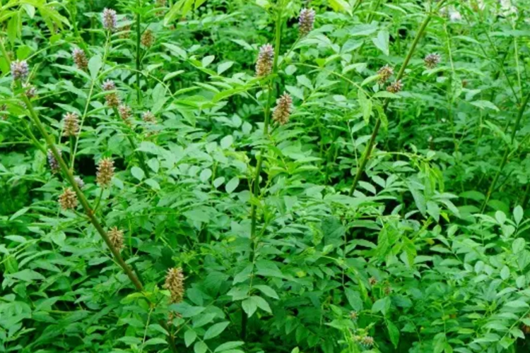 甘草植株图 甘草植株图