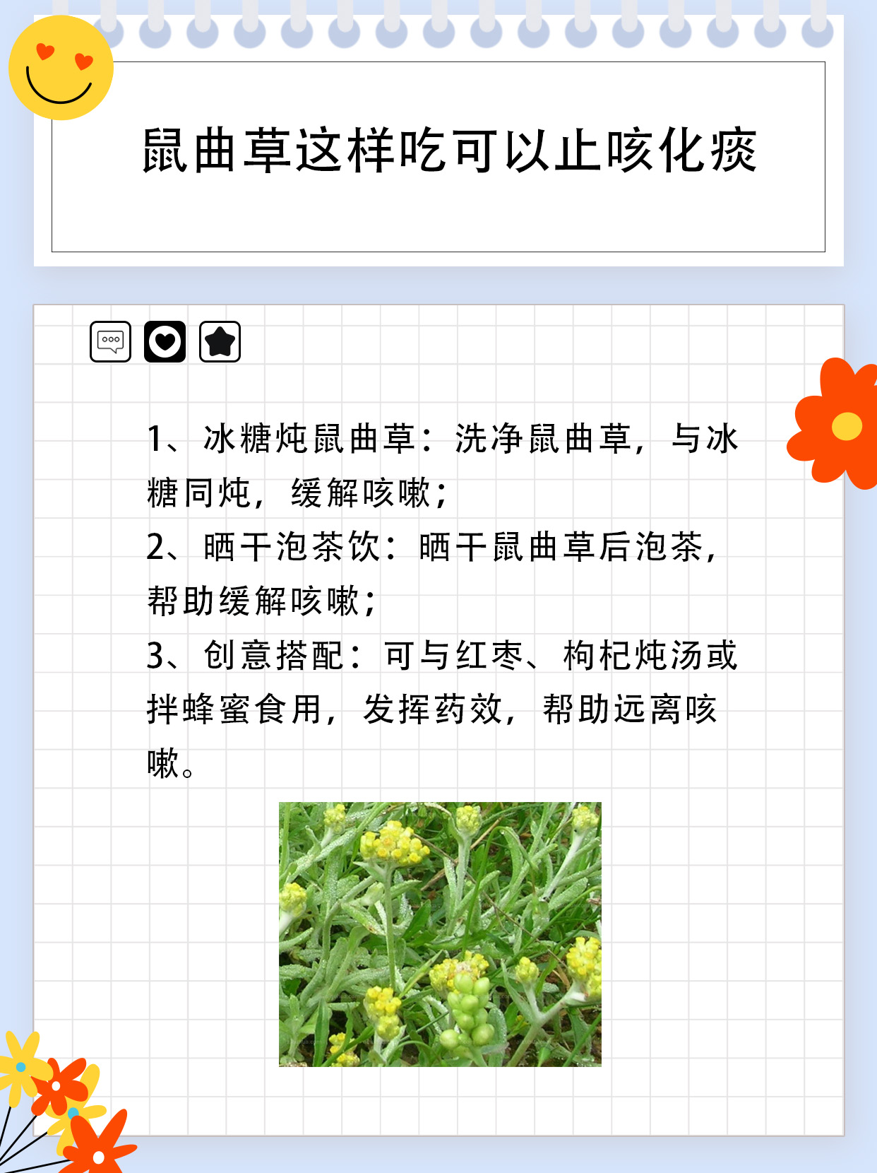 鼠曲草止咳化痰,可以试试这样吃!