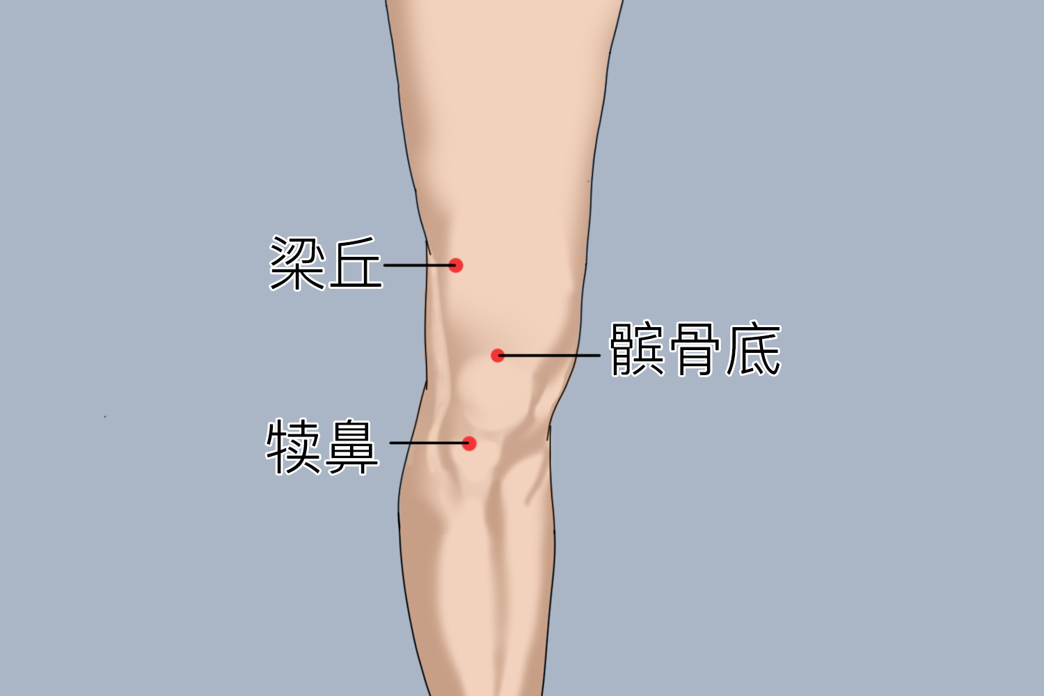 梁丘、犊鼻穴位置图