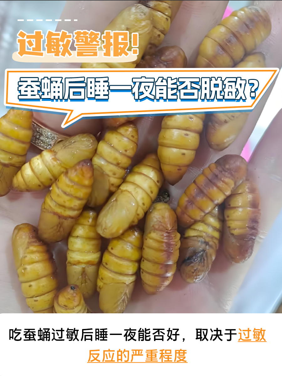 过敏警报！蚕蛹后睡一夜能否脱敏？