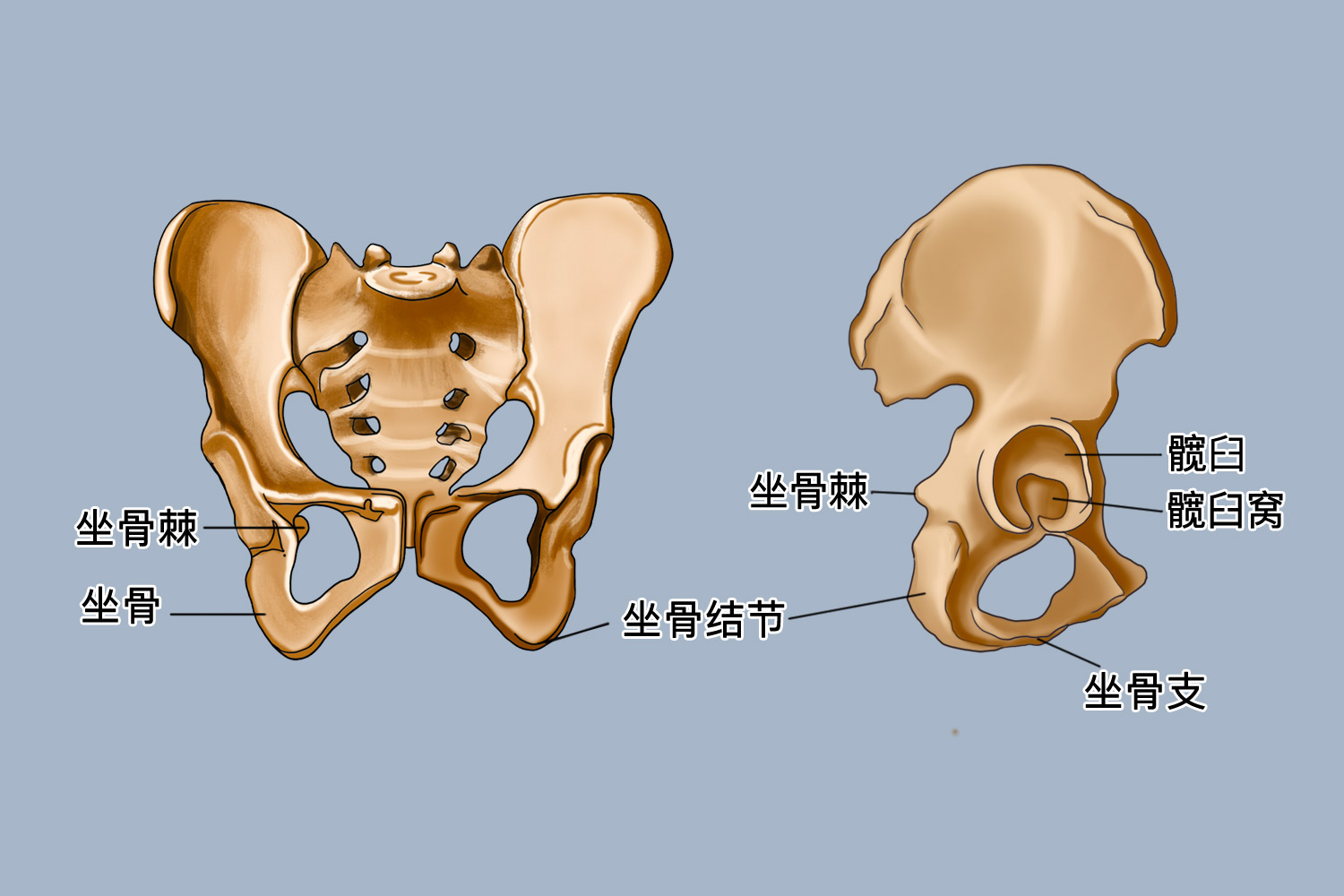 坐骨解剖结构图