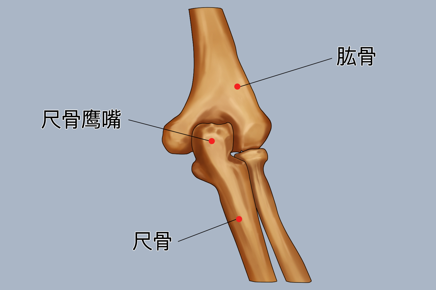 尺骨鹰嘴图 尺骨鹰嘴图
