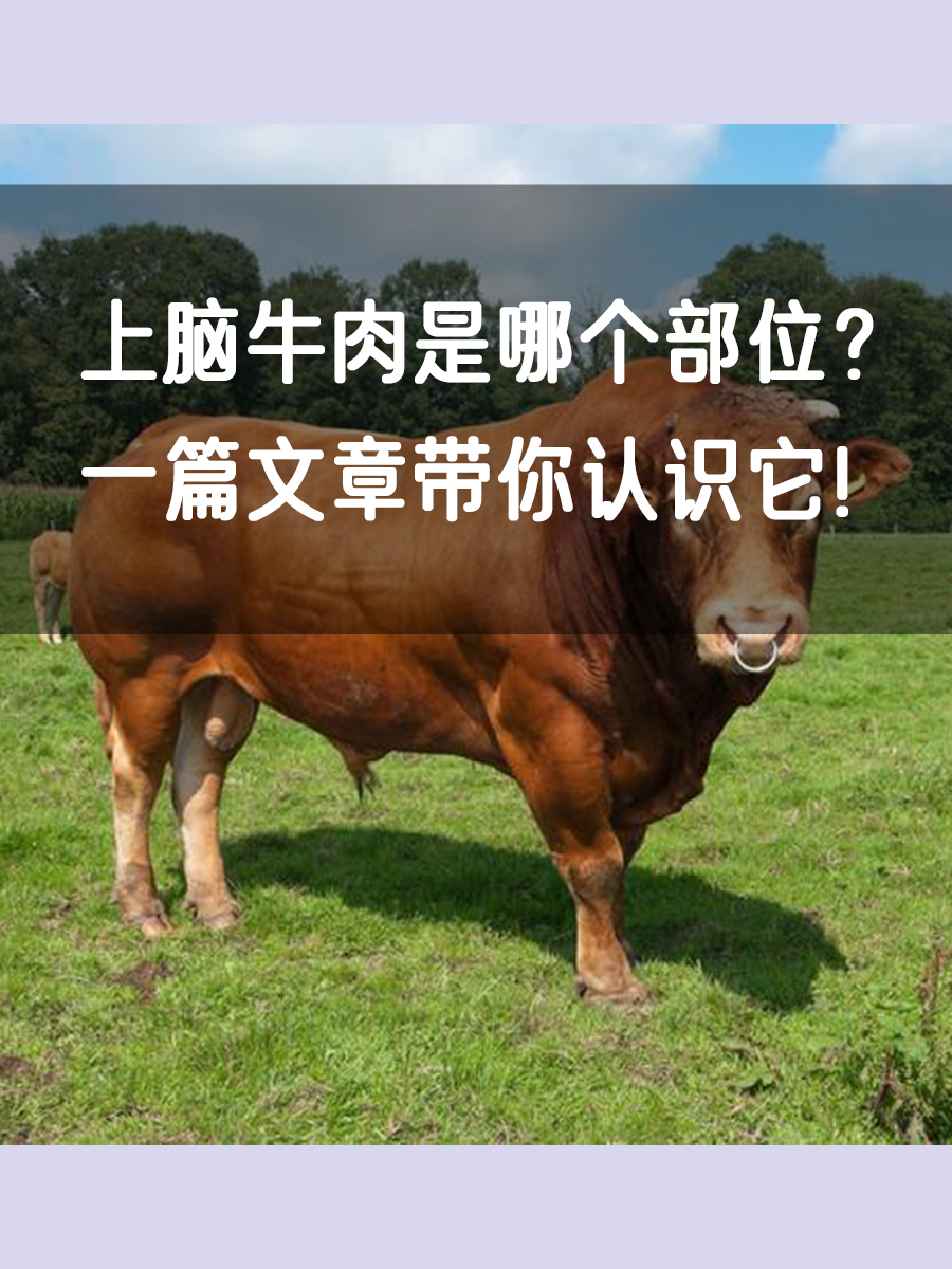 上脑牛肉是哪个部位？一篇文章带你认识它！