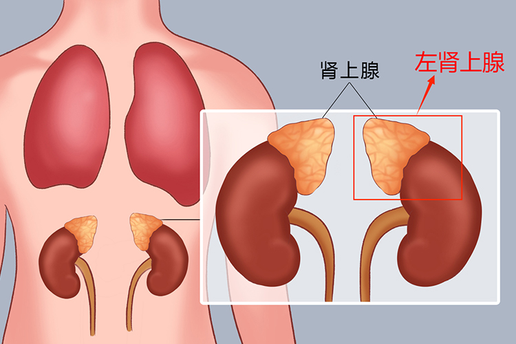 左肾上腺位置图