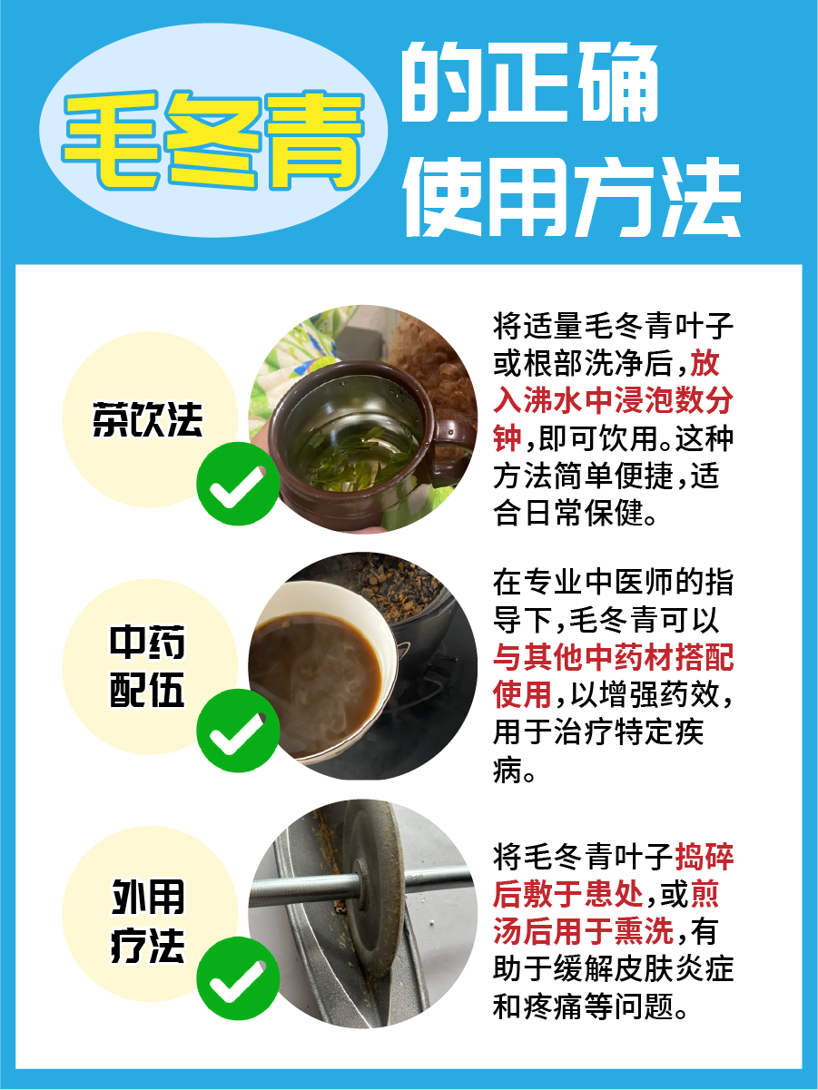 毛冬青凭啥受关注？瞧瞧它的功效与作用吧