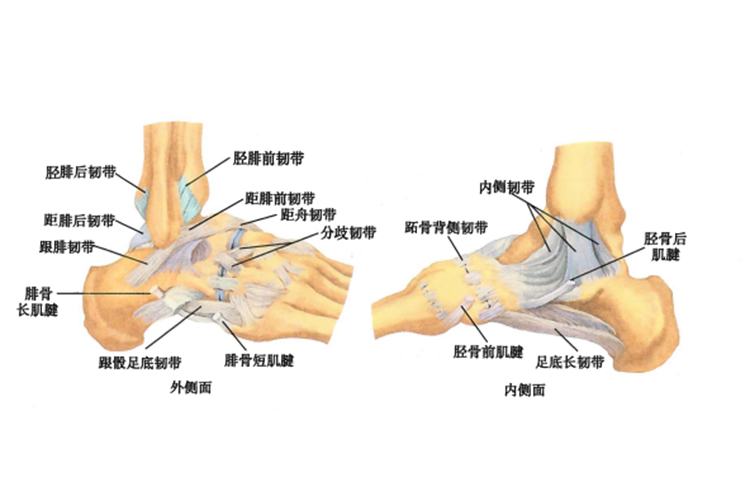 距小腿关节韧带
