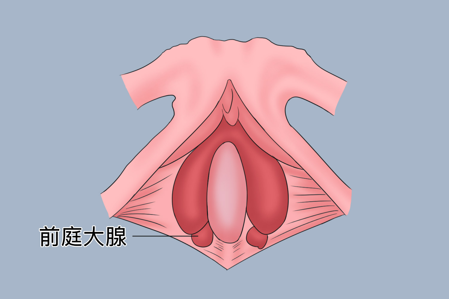 性腺的位置图片图片