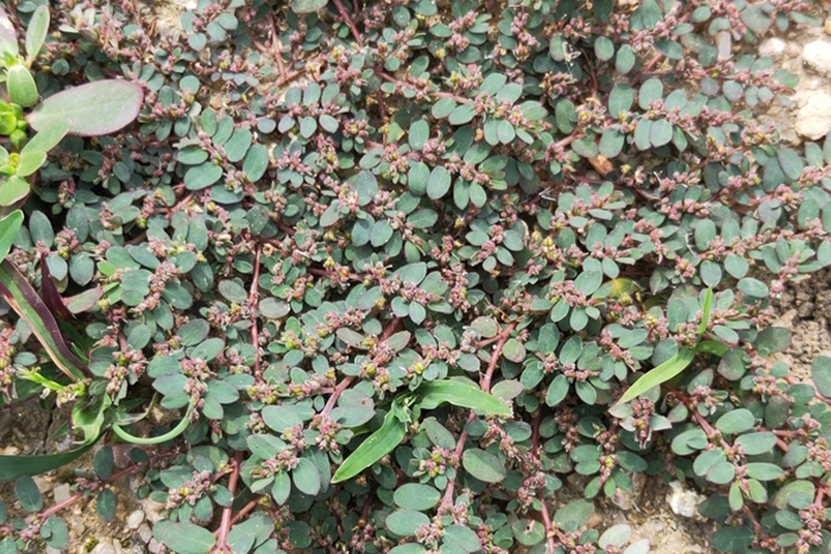 九龙吐珠植物外观图