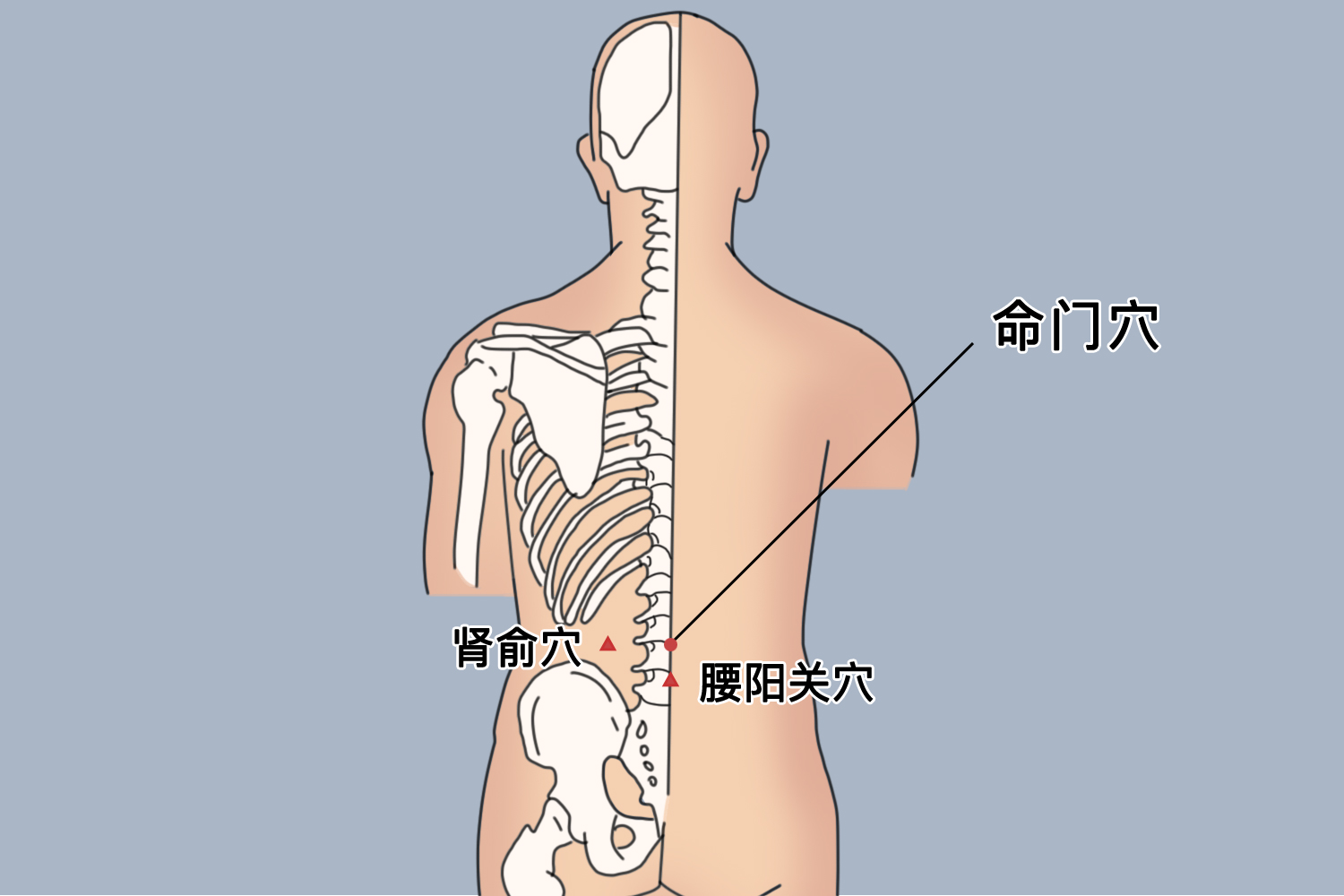 艾灸命门位置图