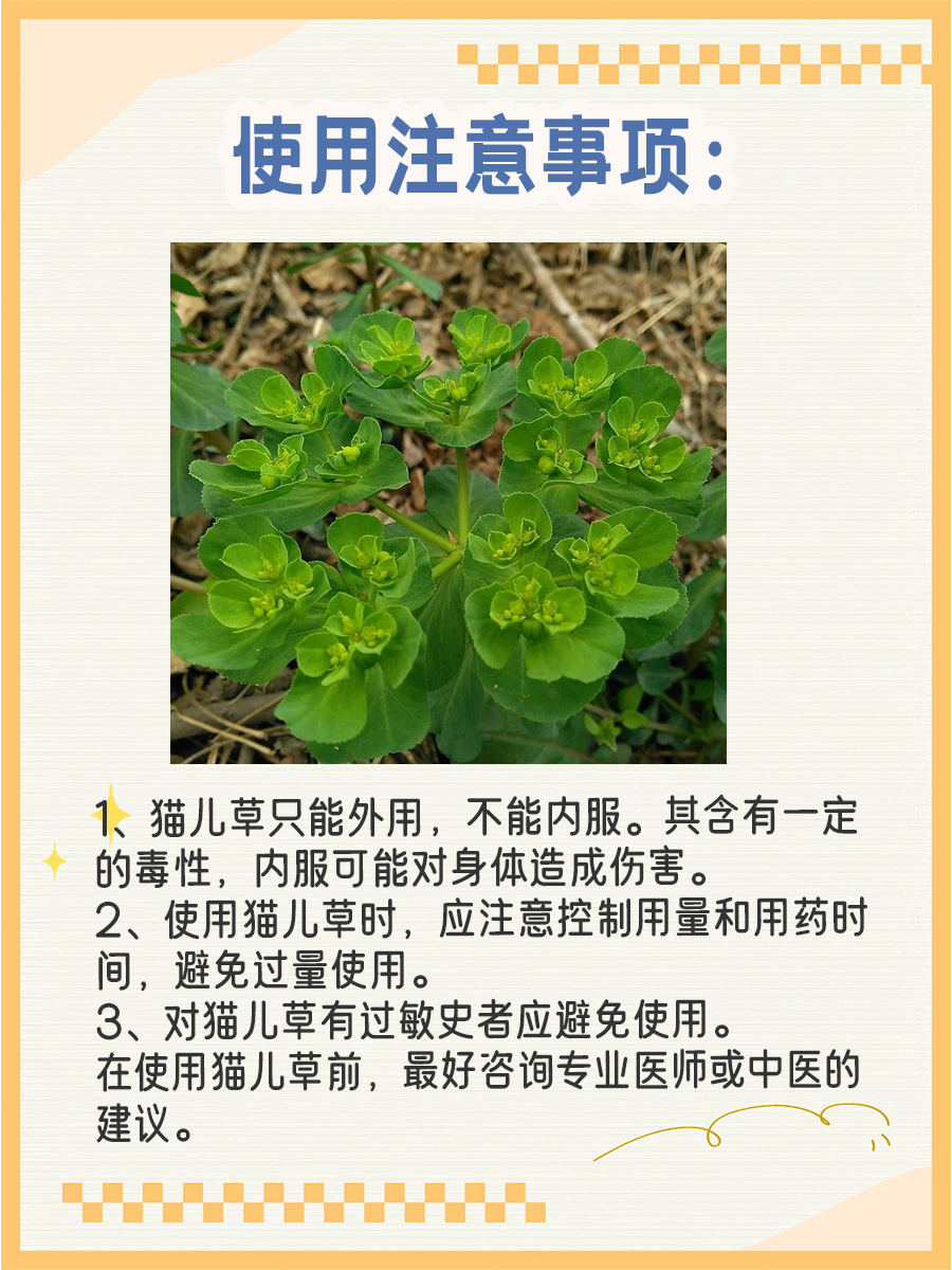 猫儿姜：神秘小草，止血生肌的秘密武器！