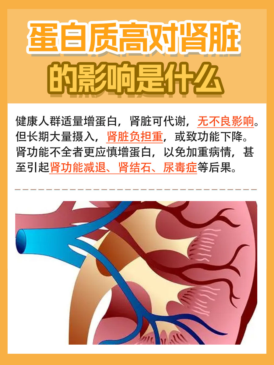 蛋白质高对肾脏的影响：你必须知道