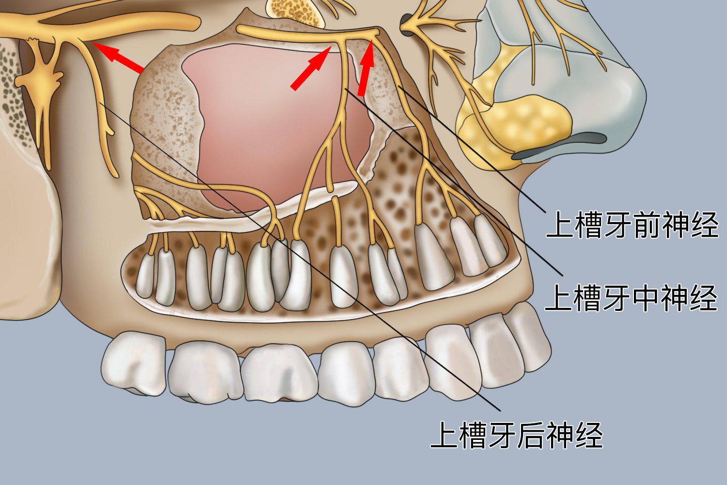 上牙槽神经分布图