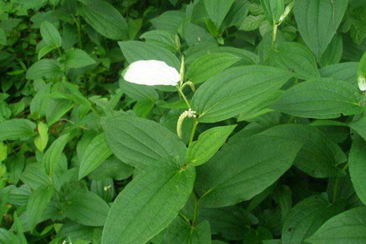 白折耳根植株外观图