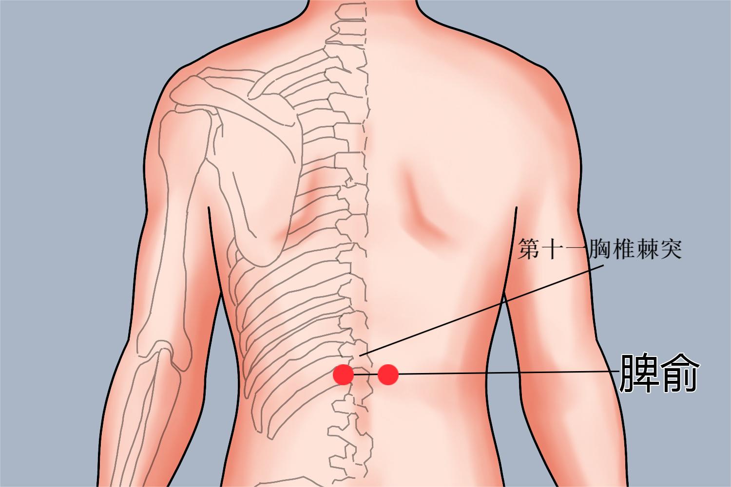 脾俞穴位置图