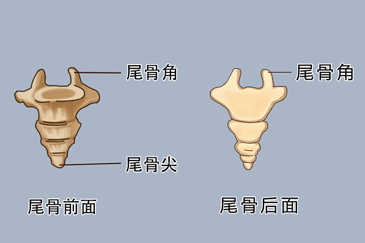 尾骨形态手绘图