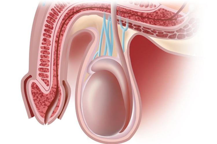 睾丸的正常位置图片图片