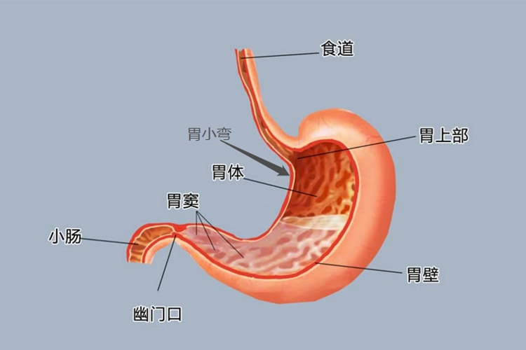 胃窦小弯侧图
