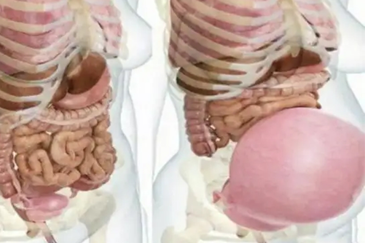 怀孕宝宝顶着肋骨示意图 怀孕宝宝顶着肋骨示意图