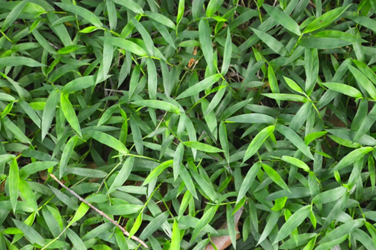 马耳朵草药图片