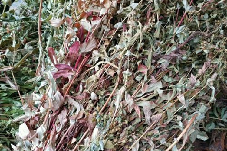 对经草全株中药图 对经草全株中药图