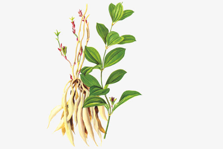 直立百部植株图