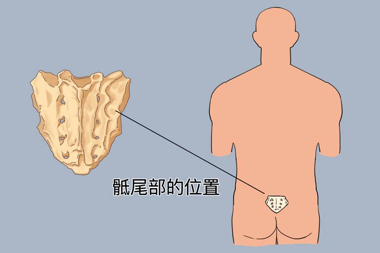 尾椎位置图片