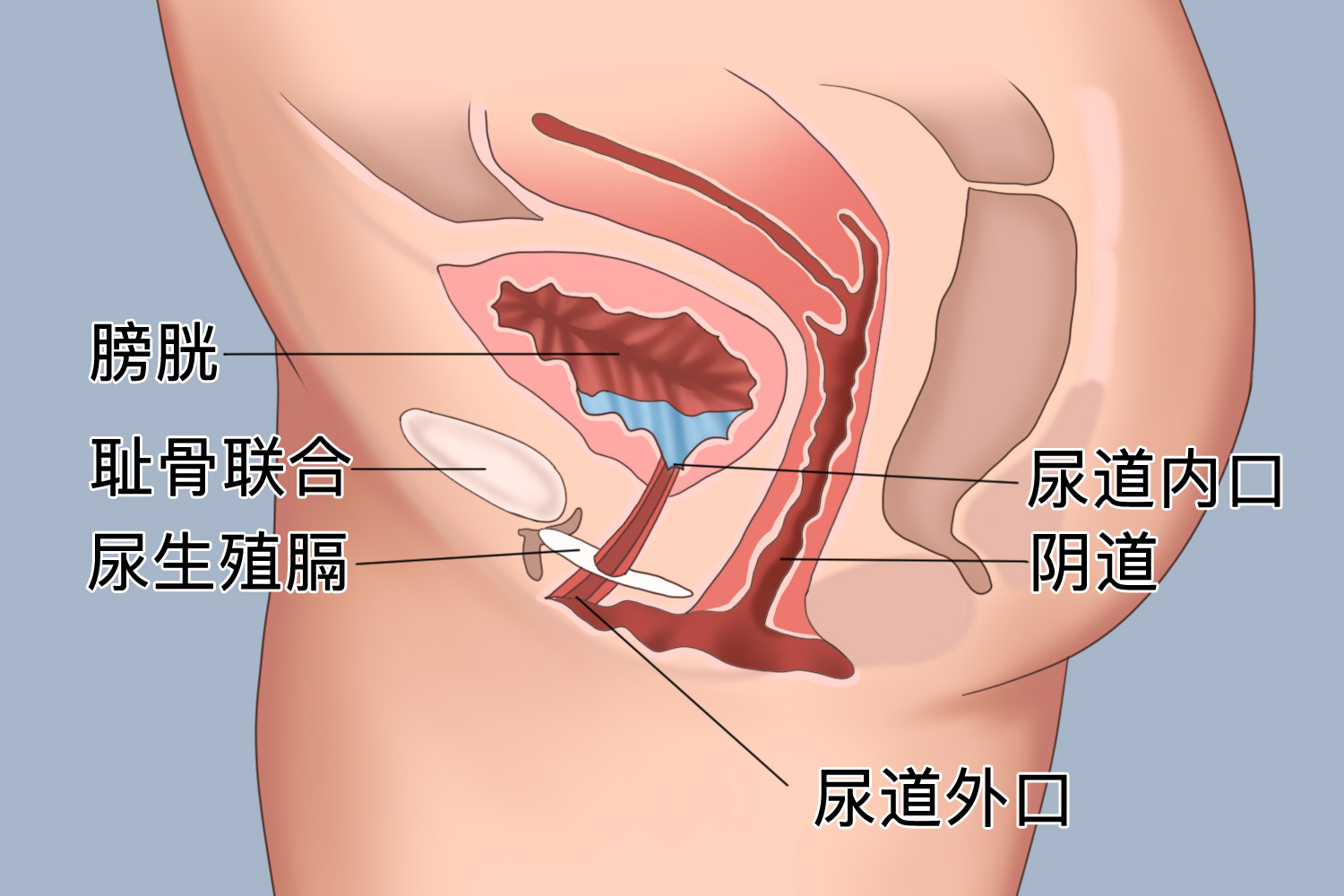 女宝宝尿道口图