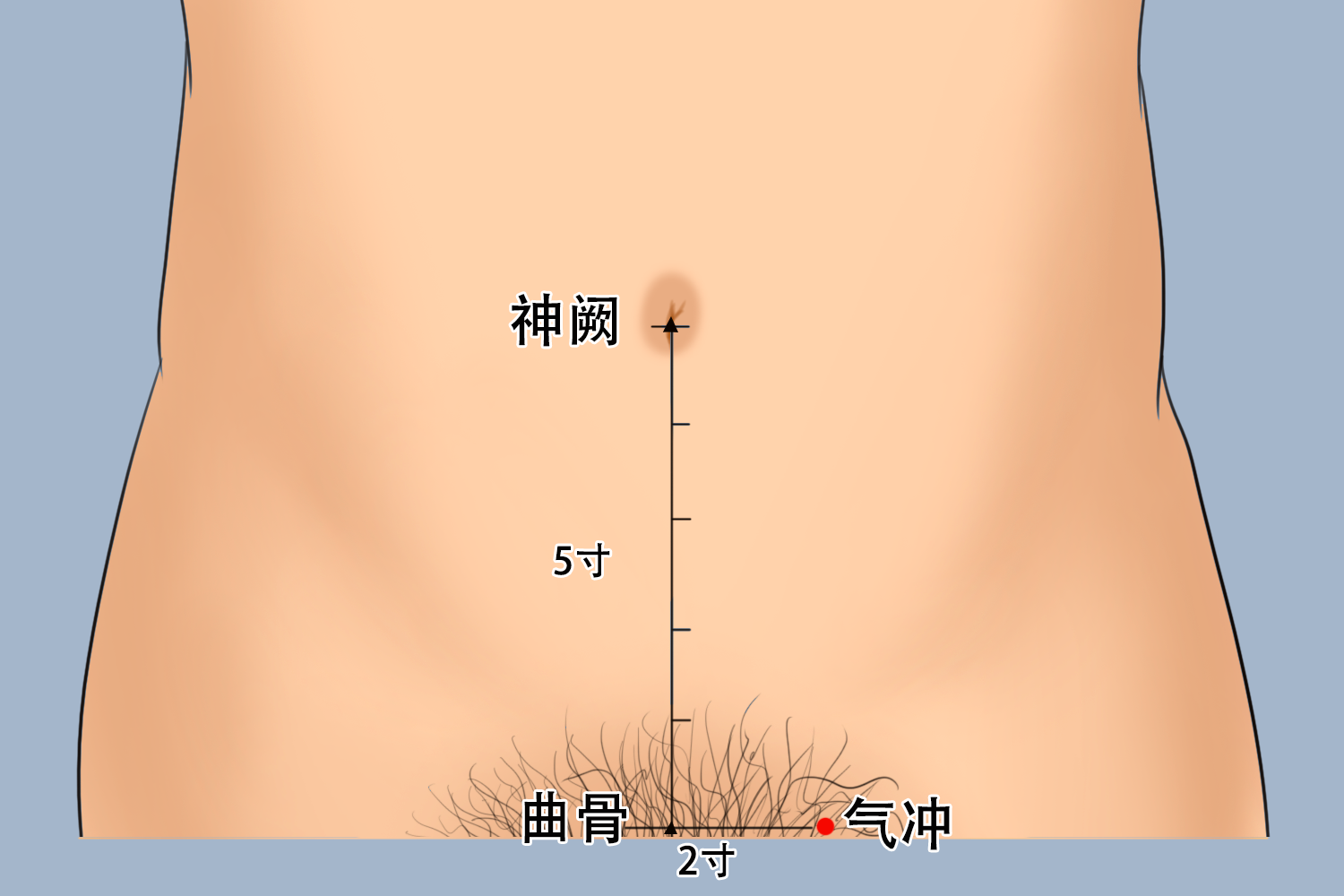 气冲穴准确位置图