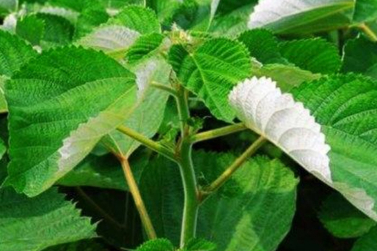 苎麻叶植株图 苎麻叶植株图