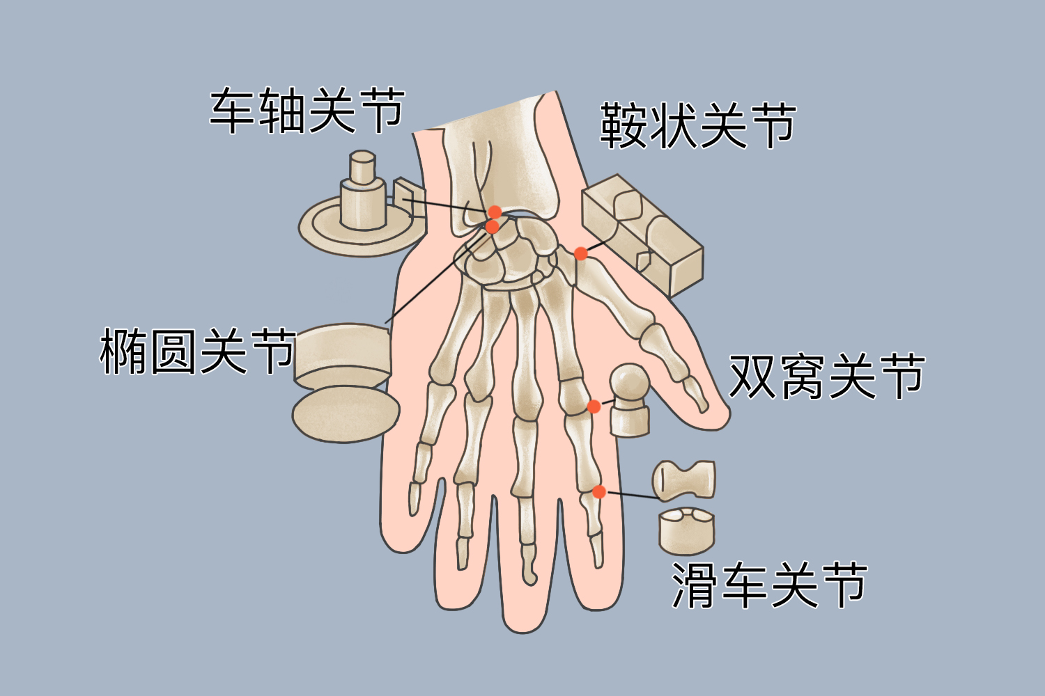 手指滑车关节图