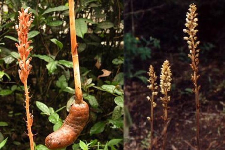 野生天麻植株图