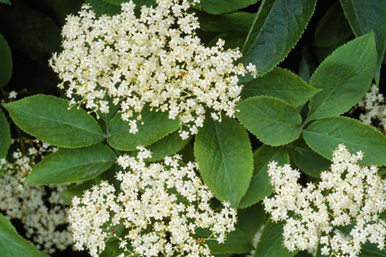 接骨木新鲜植株图