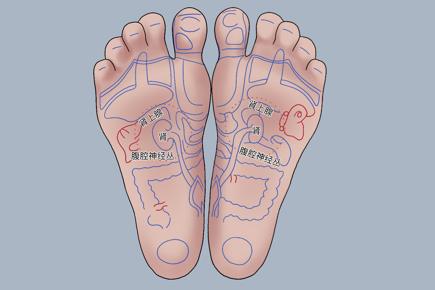 脚心反射区图 脚心反射区图