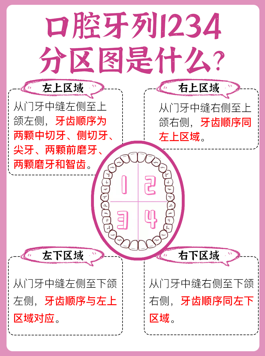 口腔牙列1234分区图