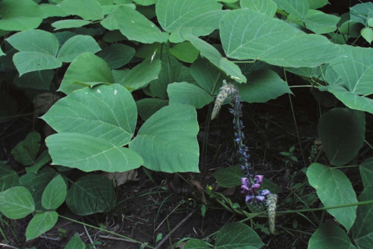 野生葛根植株图 野生葛根植株图