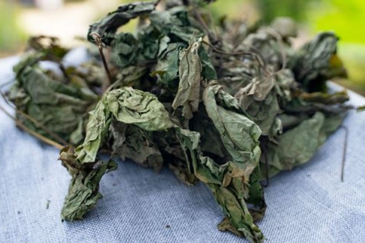 假蒟药材图 假蒟药材图