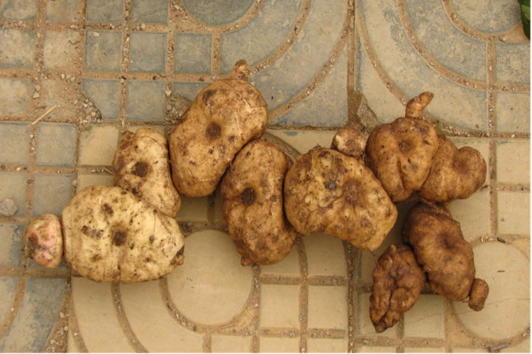 鲜采黄精图 鲜采黄精图