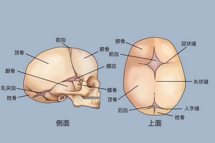 胎儿囟门位置示意图 胎儿囟门位置示意图