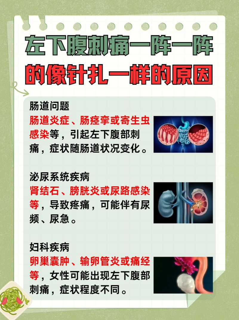 左下腹部刺痛解析：阵发性疼痛原因探究