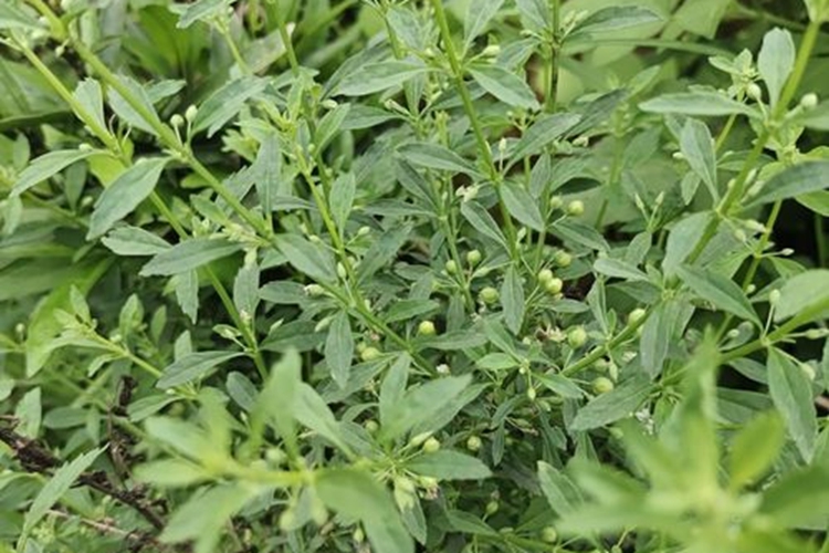 冰糖草植株图 冰糖草植株图