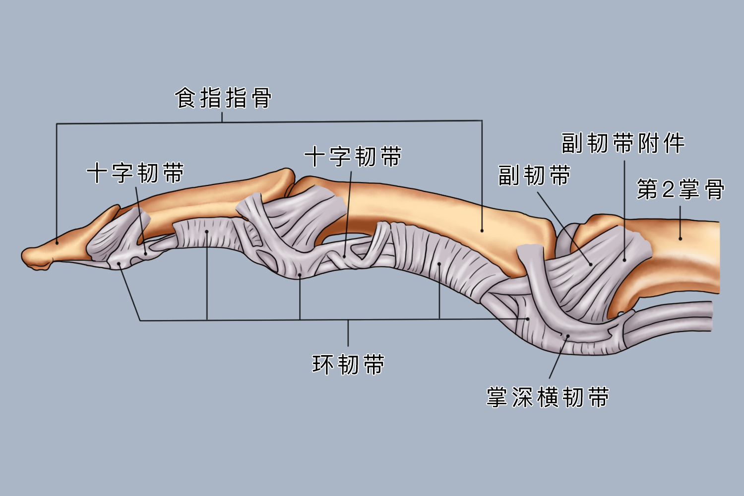 食指的韧带位置图